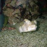 Happy fish in aquarium