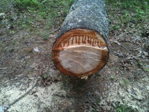 Cut pin tree